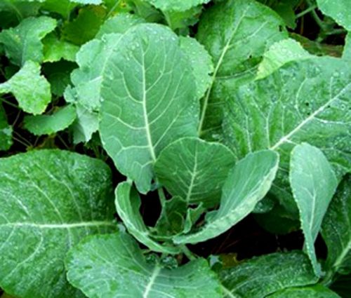 Collards Georgia Seeds - Brassica Oleracea