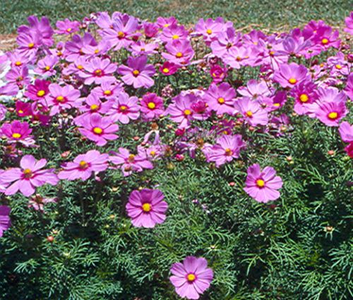 Cosmos Blush Seeds - Cosmos Bipinnatus