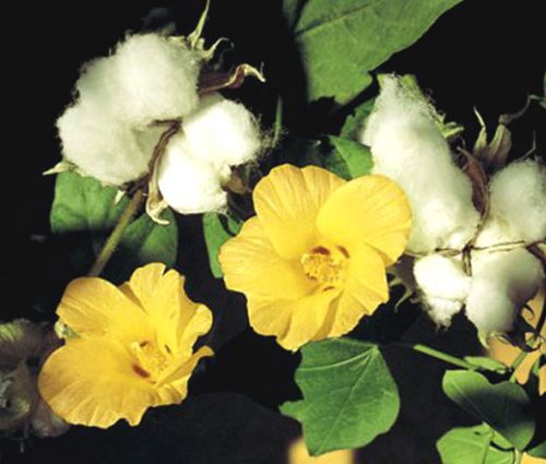 Cotton Levant Seeds - Gossypium Herbaceum