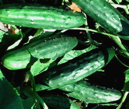 Cucumber Spacemaster Seeds - Cucumis Sativus