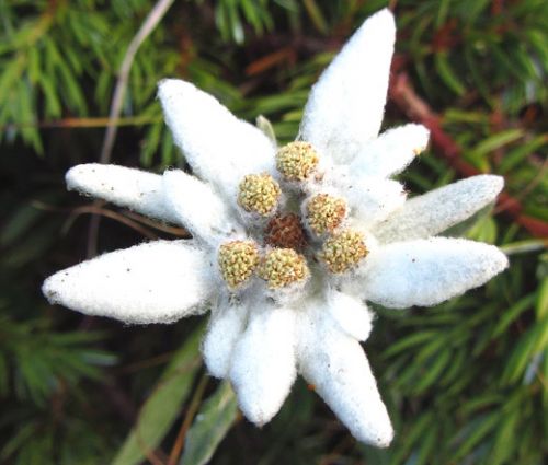 Edelweiss Seeds - Leontopodium Alpinum 2
