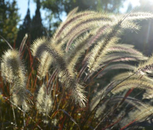 Fountain Grass Black Seeds - Pennisetum Alopecuroides Viridescens