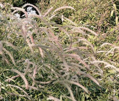 Fountain Grass Oriental Pennisetum Orientale