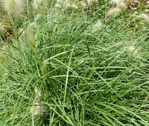 Fountain Grass Seeds - Pennisetum Alopecuroides 2