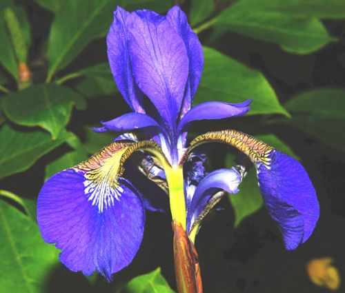 Iris Oregon Seeds - Iris Tenax