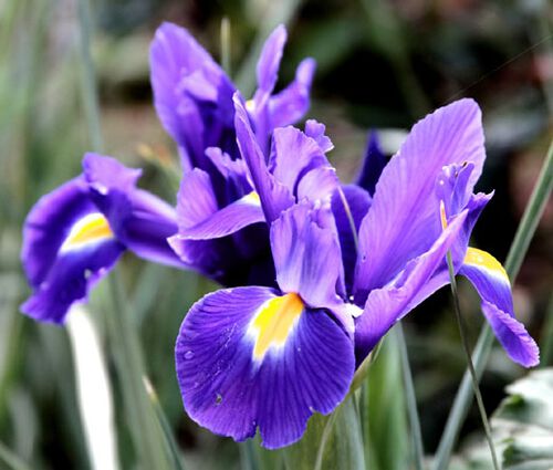 Iris Rocky Mountain Seeds - Iris Missouriensis