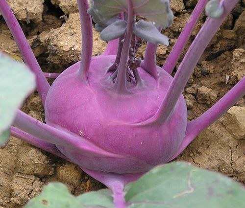 Kohlrabi Early Purple Vienna Seeds - Brassica Oleracea