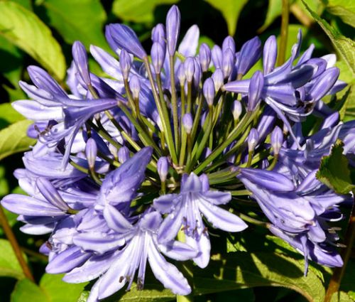 Lily of the Nile Seeds - Agapanthus Headbourne Hybrids