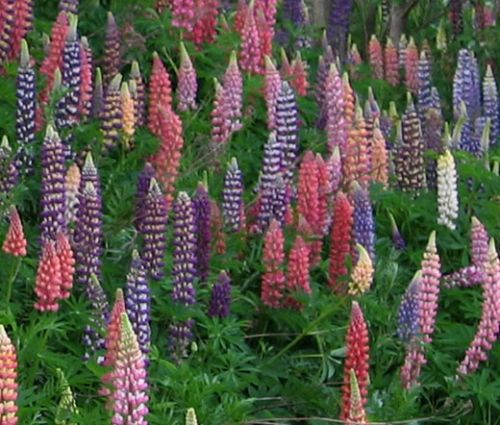 Lupine Russell Mix Seeds - Lupinus Polyphyllus Russell