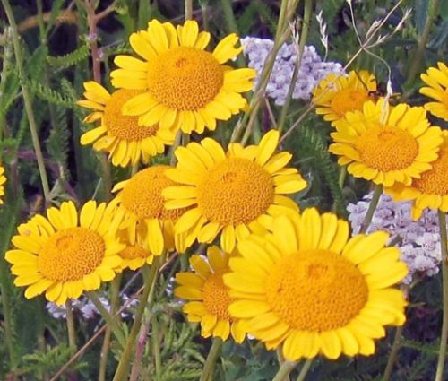 Marguerite Golden Seeds - Anthemis Sancti-Johannis