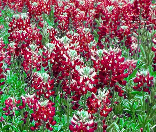 Maroon Red Texas Bluebonnet Bulk Seeds - Lupinus Texensis