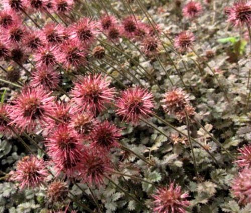 New Zealand Burr Bronze Seeds - Acaena Microphylla