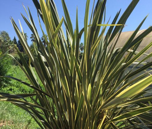 New Zealand Flax Seeds - Phormium Tenax New Hybrids