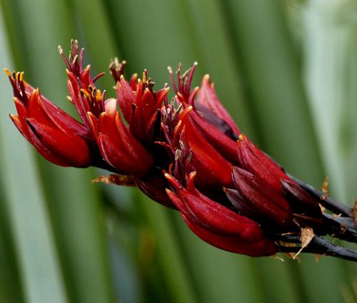 New Zealand Flax Seeds - Phormium Tenax New Hybrids 2