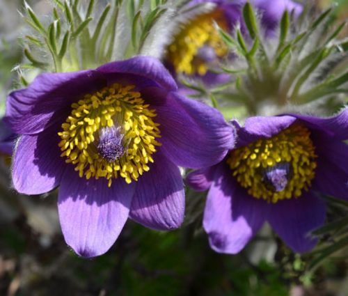 Pasque Flower Violet Seeds - Pulsatilla Vulgaris