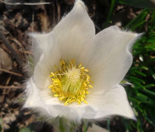 Pasque Flower White Seeds - Pulsatilla Vulgaris Alba