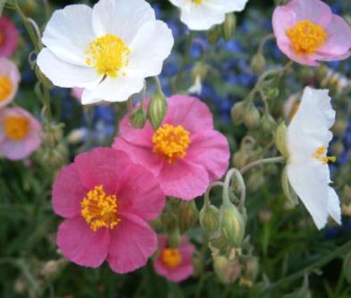 Rock Rose Common Mutabile Mix Seeds - Helianthemum Nummularium