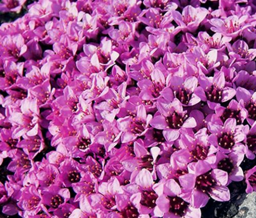 Rockfoil Rose Robe Seeds - Saxifraga Arendsii
