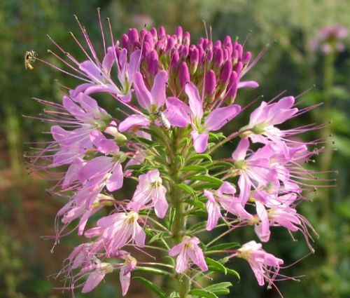 Rocky Mountain Beeplant Seeds - Cleome Serrulata