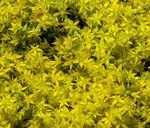 Sedum Yellow Stonecrop Seeds - Sedum Ellacombianum