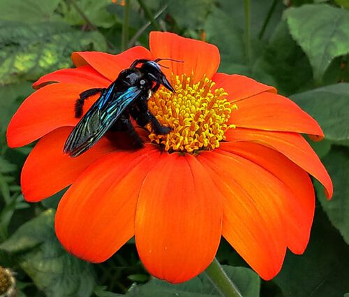 Sunflower Mexican Torch Seeds - Tithonia Rotundifolia 2