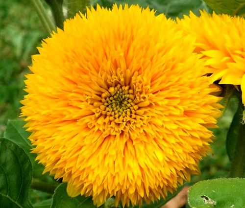 Sunflower Teddy Bear Helianthus Annuus Seeds