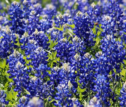 Texas Bluebonnet Lupinus Texensis Seeds