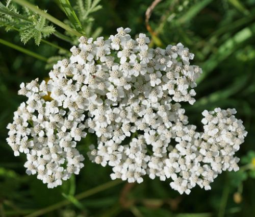 Yarrow White Seeds - Achillea Millefolium