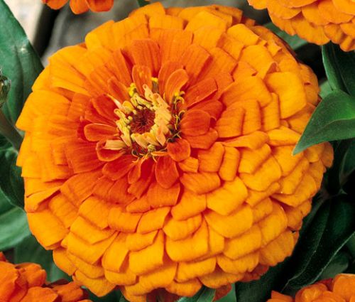 Zinnia Orange King Seeds - Zinnia Elegans