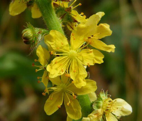 Agrimony Cocklebur Seeds - Agrimonia Eupatoria