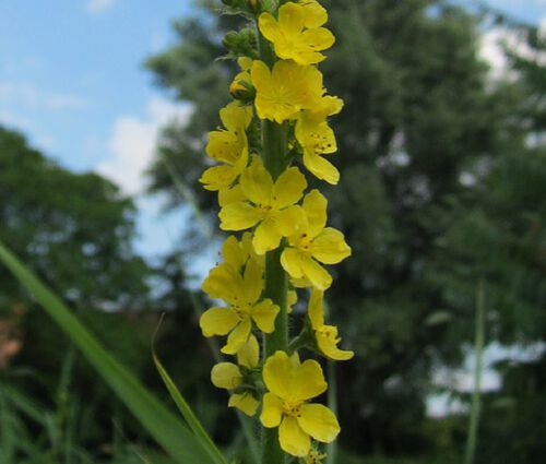 Agrimony Cocklebur Seeds - Agrimonia Eupatoria 2