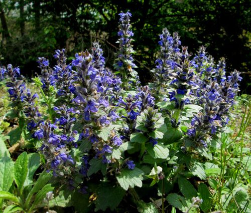 Ajuga Geneva Bugleweed Seeds - Ajuga Genevensis