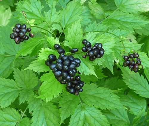 Baneberry Black Seeds - Actaea Spicata