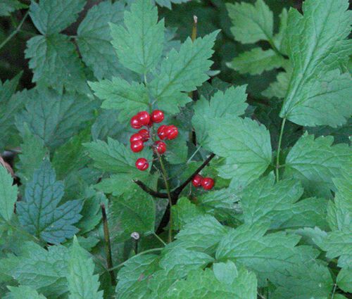 Baneberry Red Seeds - Actaea Rubra