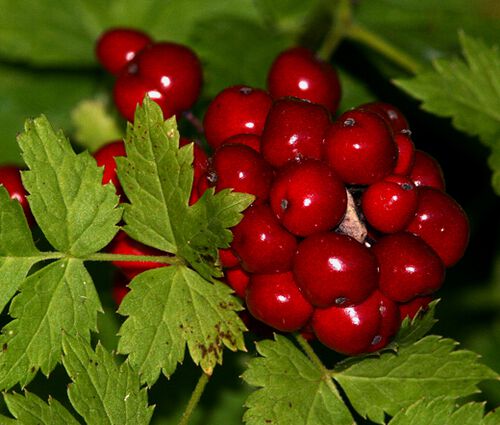 Baneberry Red Seeds - Actaea Rubra 2