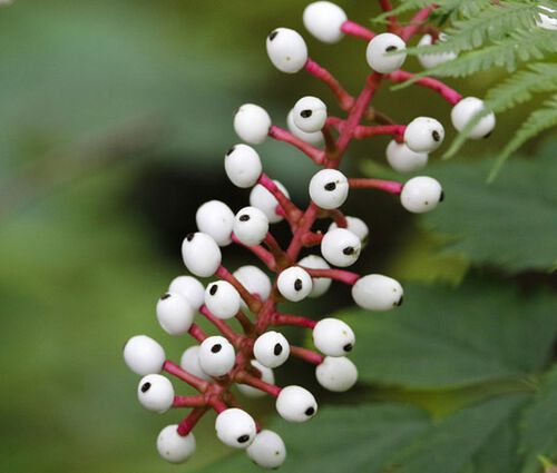 Baneberry White Actaea Pachypoda Alba 4