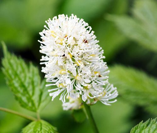 Baneberry White Actaea Pachypoda Alba 2