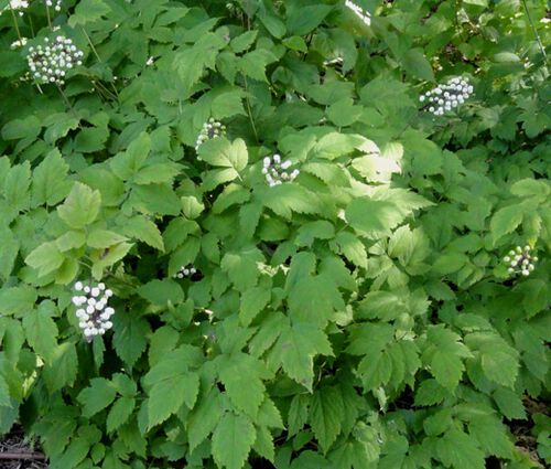 Baneberry White Actaea Pachypoda Alba 3