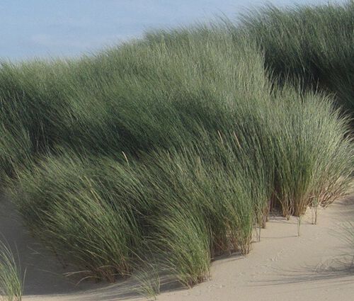 Beachgrass European Seeds - Ammophila Arenaria