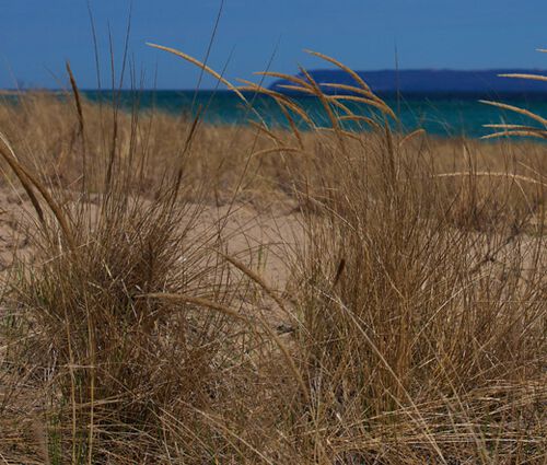 Beachgrass European Seeds - Ammophila Arenaria 2