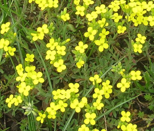 Bladderpod Greek Seeds - Alyssoides Utriculata