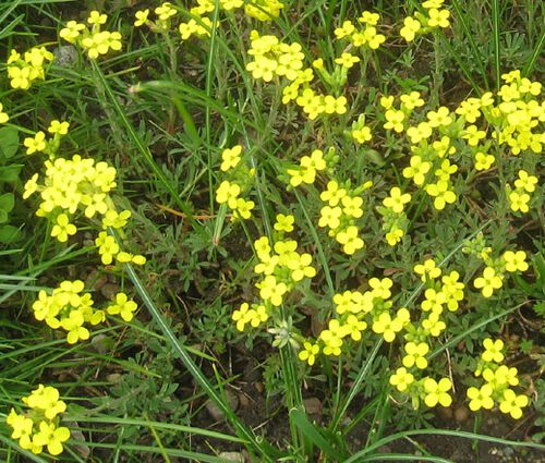 Bladderpod Greek Seeds - Alyssoides Utriculata 2