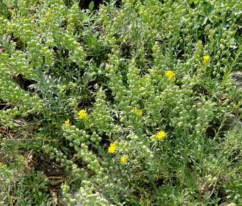 Bladderpod Greek Seeds - Alyssoides Utriculata 3