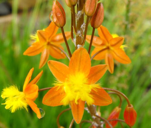 Bulbine Stalked Avera Sunset Orange Seeds - Bulbine Frutescens