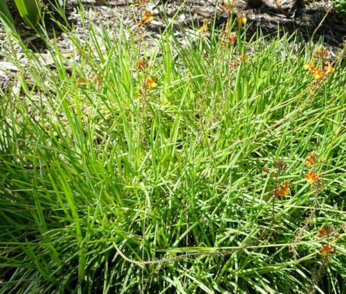 Bulbine Stalked Avera Sunset Orange Seeds - Bulbine Frutescens 2