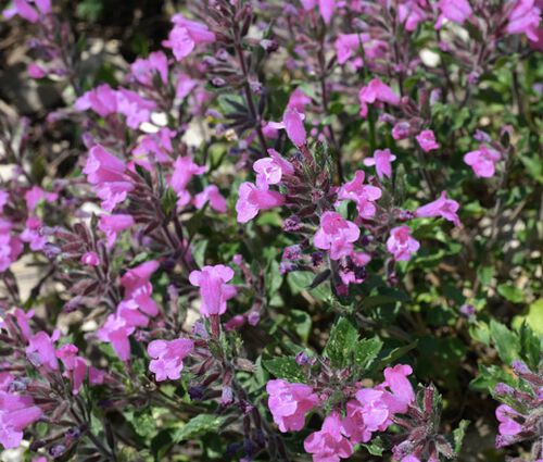 Calamint Large Flowered Elfin Purple Seeds - Calamintha Grandiflora