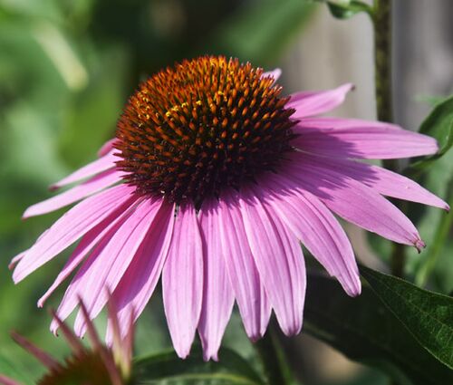 Coneflower Purple Seeds - Echinacea Purpurea