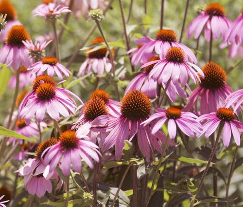 Coneflower Purple Seeds - Echinacea Purpurea 2