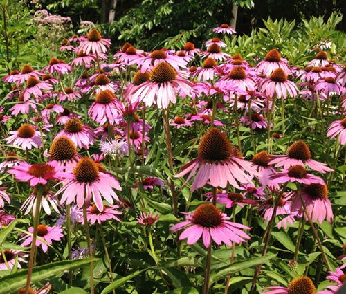 Coneflower Purple Seeds - Echinacea Purpurea 3