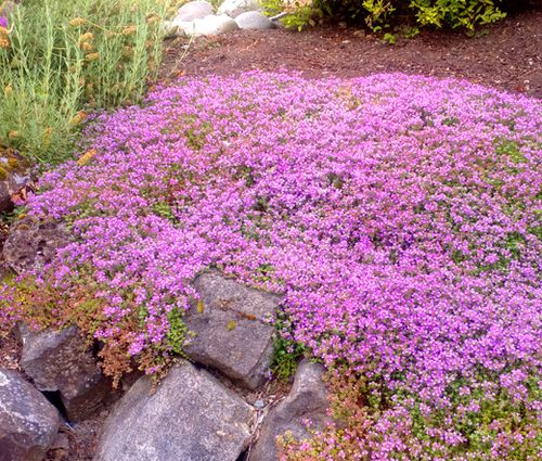 Creeping Thyme Dwarf Seeds - Thymus Serpyllum